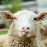ببینید | تصاویری باورنکردنی از خوردن چایی با قند توسط یک گوسفند