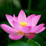 ببینید | فیلمی نادر از خوردن گل لوتوس توسط ماهی‌ها