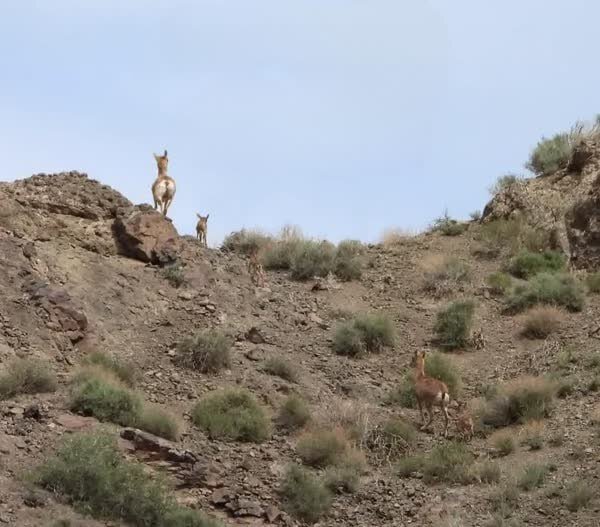 عکس | اولین تصویر از نخستین بره‌ آهوهای متولدشده سال ۱۴۰۳ در پارک ملی توران