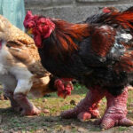 ببینید | تصاویری از پاهای عجیب و زشت مرغ و خروس‌های ویتنامی