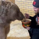 ببینید | غذا دادن به یک خرس غولپیکر توسط مرد روس با قاشق