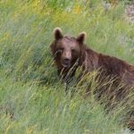 ببینید | بازی‌گوشی توله خرس قهوه‌ای با دوربین تله‌ای در ارتفاعات رامسر