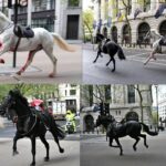 ببینید | ترس مردم لندن از جولان اسب‌های زخمی در خیابان‌های کاخ باکینهام