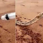 ببینید | تصاویری زیبا از آب دادن مردم به یک مار تشنه و خطرناک در بیابان