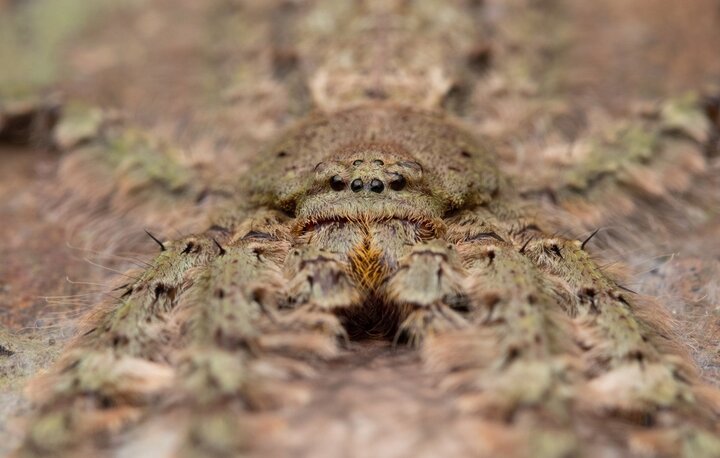 این عنکبوت بی رحم و خطرناک است