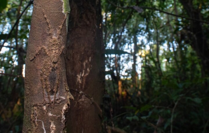 این عنکبوت بی رحم و خطرناک است