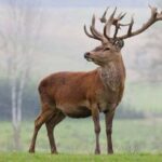 ببینید | رخ‌نمایی مرال قرمز ایرانی در ارتفاعات جنگلی رودبار