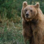 ببینید |  گفتگوی بامزه محیط‌بان مازندرانی با خرس قهوه‌ای در ارتفاعات چالوس