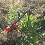 ببینید | تصاویری دردناک از نابودی لاله‌های واژگون به دست بزها