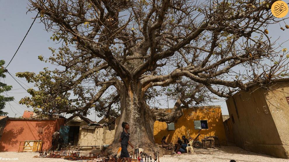 (تصاویر) جزیره صدف دریایی