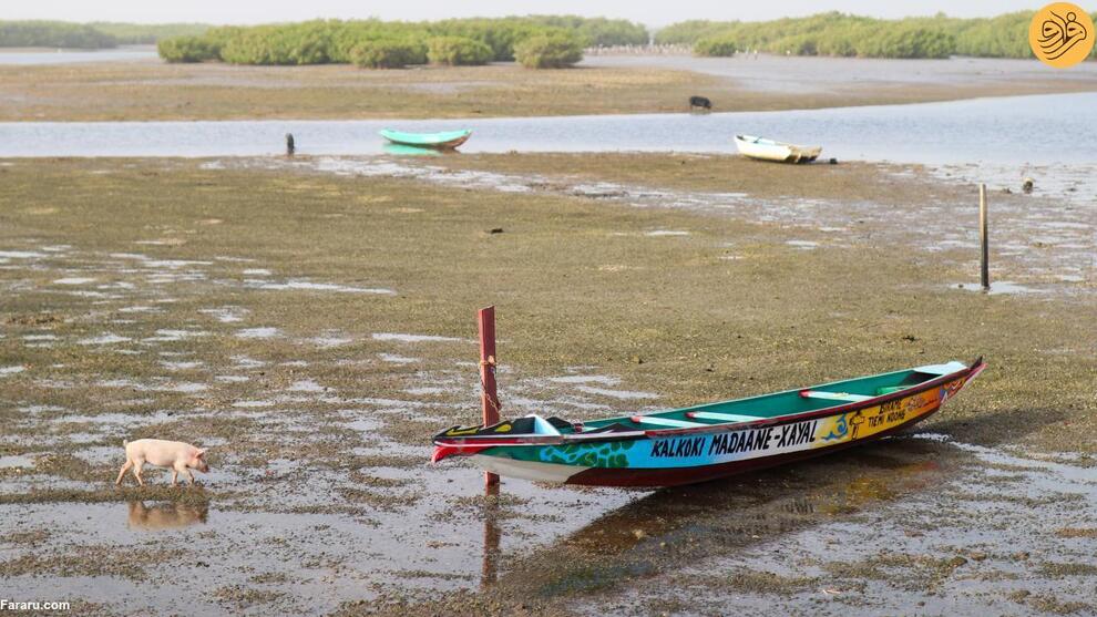 (تصاویر) جزیره صدف دریایی