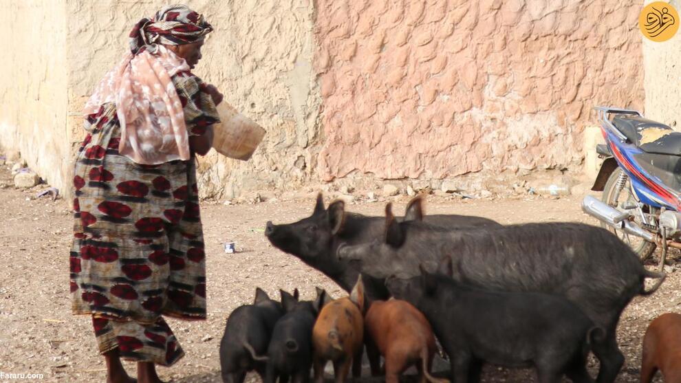 (تصاویر) جزیره صدف دریایی