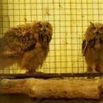 حیات دوباره حیوانات در «کلینیک حیات وحش پارک پردیسان»