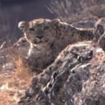 ببینید / لحظۀ روبه‌روشدنِ پلنگ ایرانی با دوربین