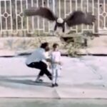 ببینید / لحظه ترسناک حمله عقاب غول‌پیکر برای شکار یک کودک در ایران؛ نجات در لحظه آخر