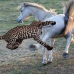 ببینید/ تصویری از شکار اسب توسط پلنگ در منطقه زرین آباد دهلران