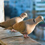 عکس | پناه آوردن یک قمری زیر برگ‌های یک گیاه برای فرار از سرمای هوا زیر باران