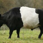 ببینید | نبرد جانانه گاو ماده با مار پیتون پس از حمله به گوساله‌اش