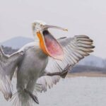 ببینید | لحظه نجات و بیرون کشیدن یک بچه اردک از دهان پلیکان شکمو!