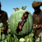 ببینید | درگیری طالبان با کشاورزان بر سر کشت خشخاش