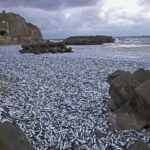ببینید | تصاویر تلخ از تلف شدن صدها ماهی در ساحل گناوه
