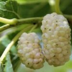 عکس | قابی جالب از چیدن توت از درخت‌های خیابان‌های تهران توسط مردم