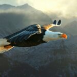 ببینید | لحظاتی چالش‌برانگیز از شکار ماهی توسط عقاب