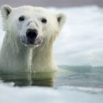 ببینید | صحنه‌ای پر بازدید از شیرجه بامزه خرس قطبی در آب