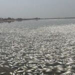 ببینید | مرگ صدها هزار ماهی در ویتنام
