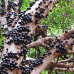 ببینید | درختی که نه از شاخه، بلکه از روی تنه‌اش میوه می‌دهد!