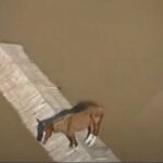 ببینید | تصاویری از گرفتار شدن اسب روی بام یک خانه در منطقه سیل‌زده