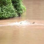 ببینید | شیرجه‌زدن جنون‌آمیز میمون‌ها از بالای درخت به داخل رودخانه