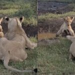 ببینید | لحظه خنده‌دار هل دادن بچه شیر توسط  مادرش به داخل رودخانه