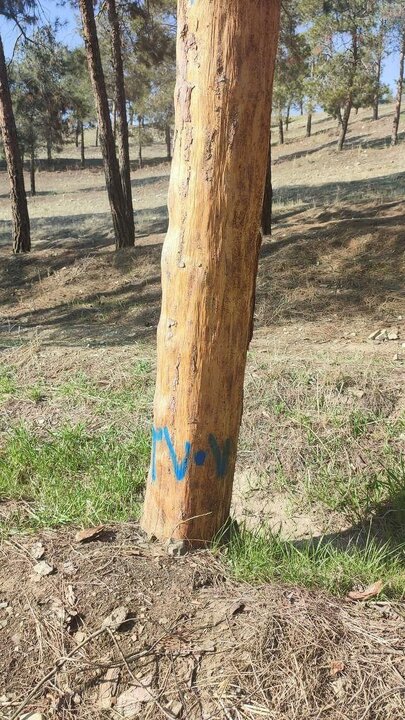 در پارک چیتگر یک تراژدی کامل در حال اتفاق است