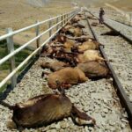 ببینید | تصاویر دلخراش از تلف شدن ۵۰ راس گوسفند بر اثر سقوط از ارتفاع در مانه خراسان شمالی