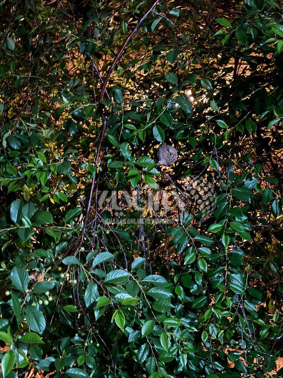 عکس | پناه آوردن یک قمری زیر برگ‌های یک گیاه برای فرار از سرمای هوا زیر باران