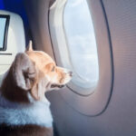 ببینید | شیوه جالب انتقال حیوانات خانگی به داخل هواپیما