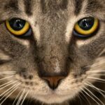 ببینید | فیلم پربازدید از بدمینتون بازی کردن ۳ گربه با یک مرد