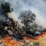 ببینید | اولین تصاویر از آتش سوزی در مراتع قالبی سفلی شهرستان پلدختر