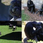 ببینید | شامپانزه‌ای که ۳ ماه است نوزاد مرده خود را رها نمی‌کند