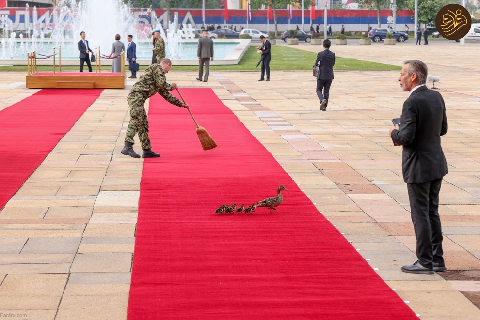 (تصاویر) حیوانات روی فرش قرمز کن