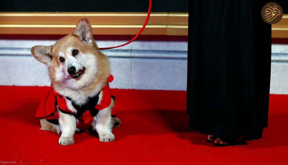 (تصاویر) حیوانات روی فرش قرمز کن