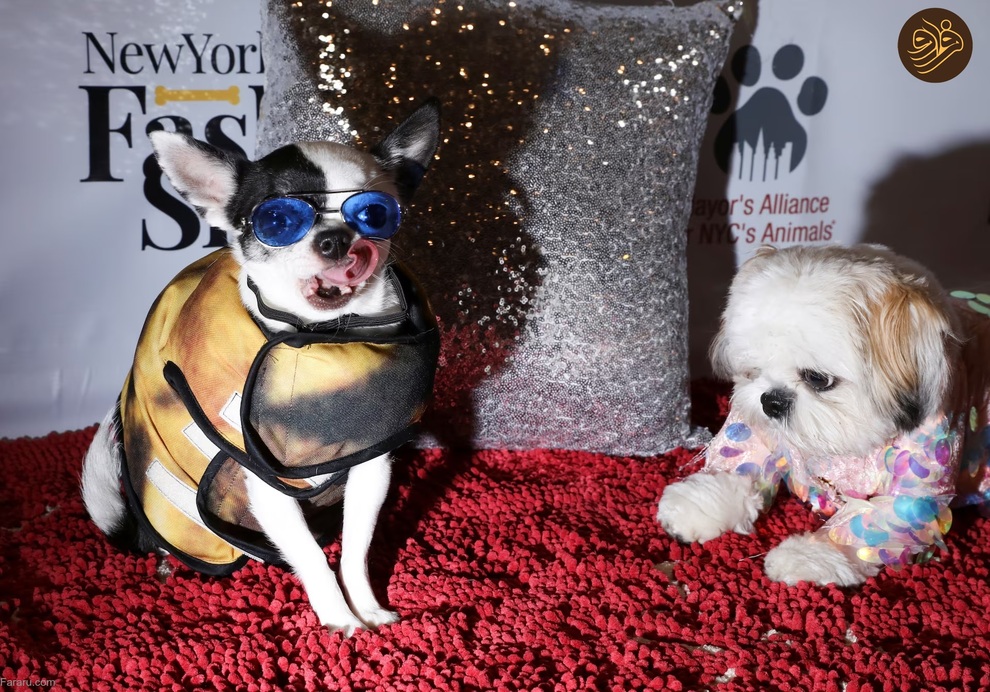 (تصاویر) حیوانات روی فرش قرمز کن