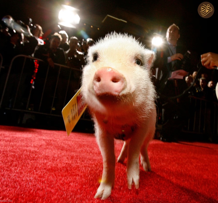 (تصاویر) حیوانات روی فرش قرمز کن