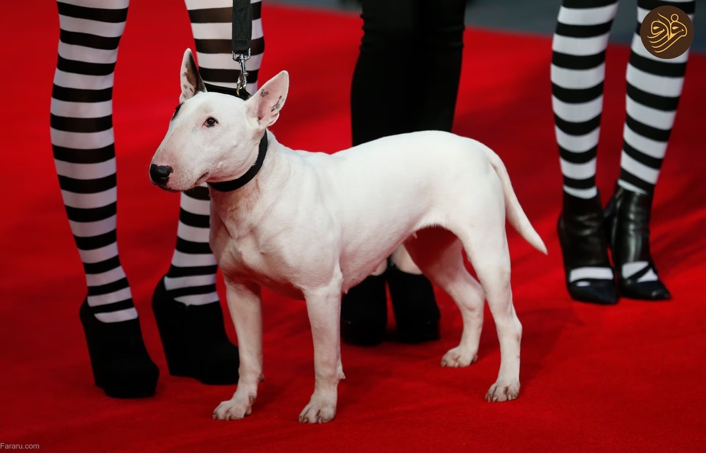 (تصاویر) حیوانات روی فرش قرمز کن