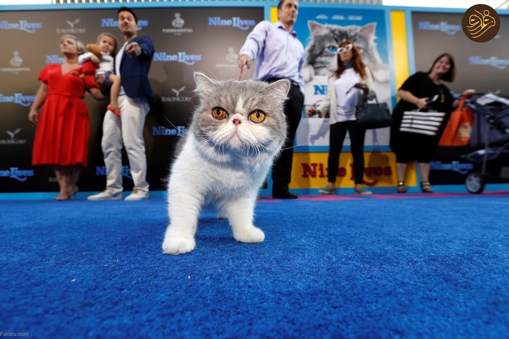 (تصاویر) حیوانات روی فرش قرمز کن