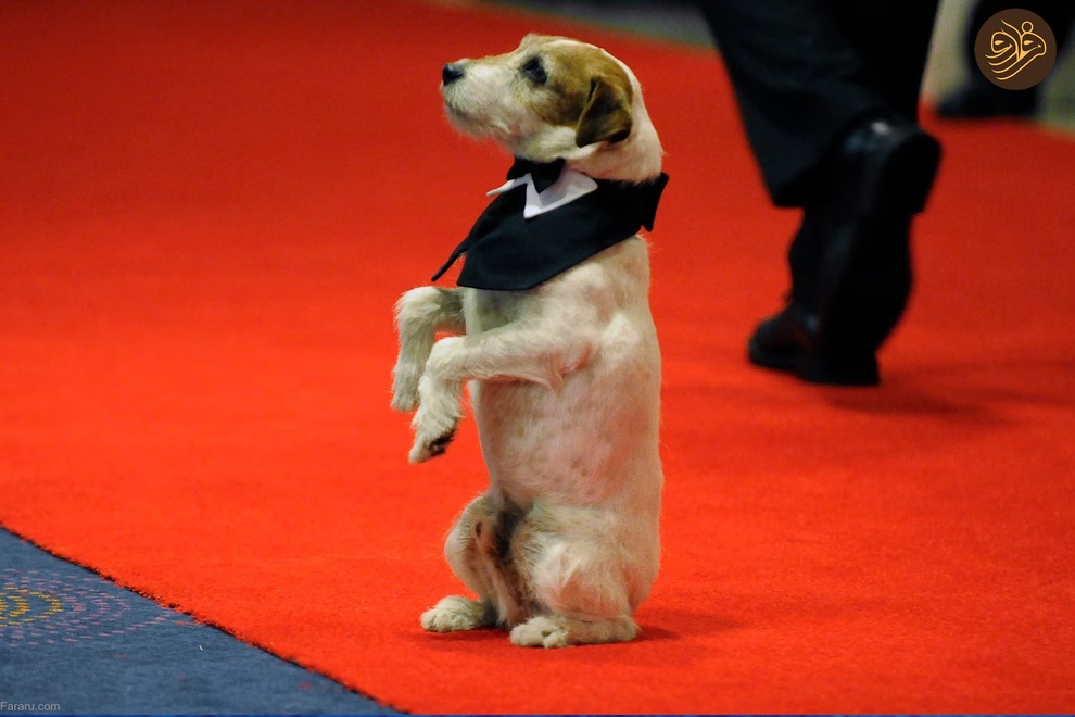 (تصاویر) حیوانات روی فرش قرمز کن