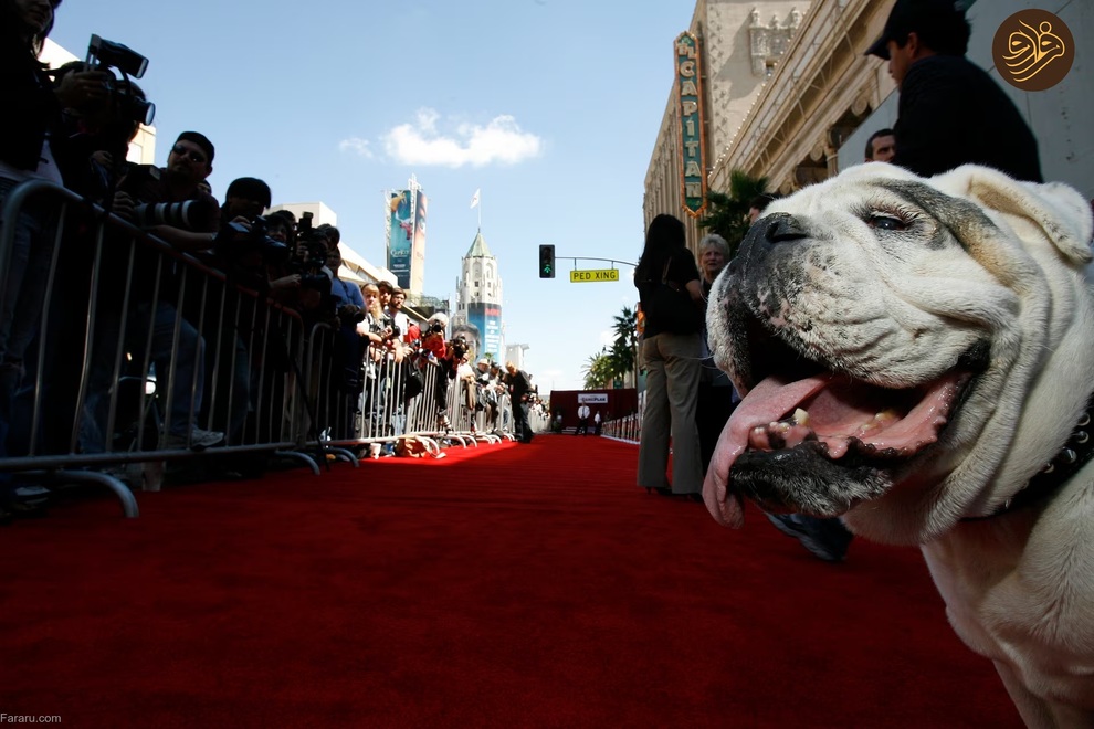 (تصاویر) حیوانات روی فرش قرمز کن