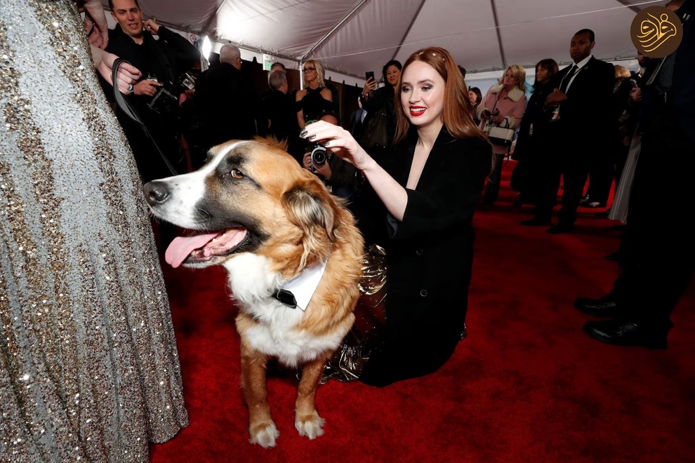 (تصاویر) حیوانات روی فرش قرمز کن