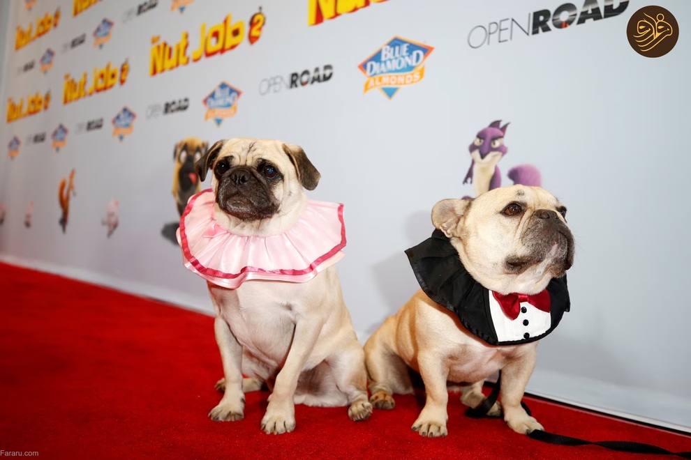 (تصاویر) حیوانات روی فرش قرمز کن